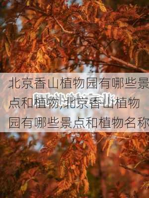 北京香山植物园有哪些景点和植物,北京香山植物园有哪些景点和植物名称