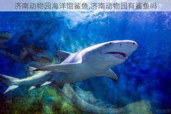 济南动物园海洋馆鲨鱼,济南动物园有鲨鱼吗