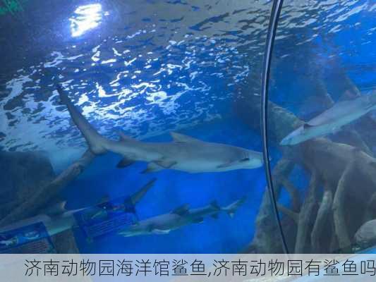 济南动物园海洋馆鲨鱼,济南动物园有鲨鱼吗