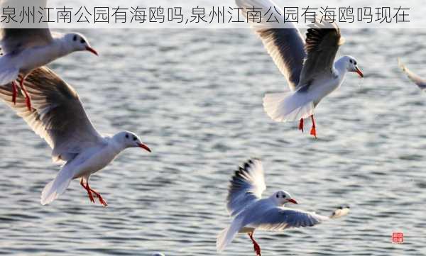 泉州江南公园有海鸥吗,泉州江南公园有海鸥吗现在