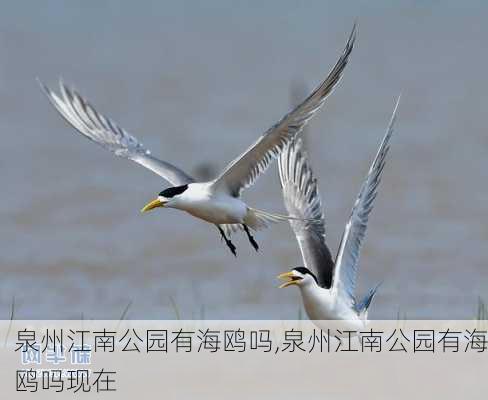 泉州江南公园有海鸥吗,泉州江南公园有海鸥吗现在